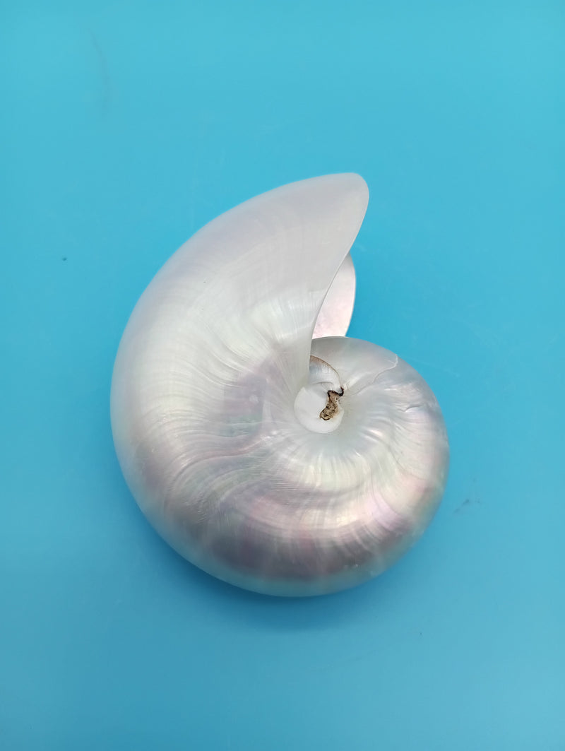 Polished Pearl Nautilus shell 2.9" – coastal display décor