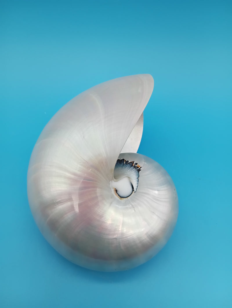 Polished Pearl Nautilus shell 5" display – coastal décor accent