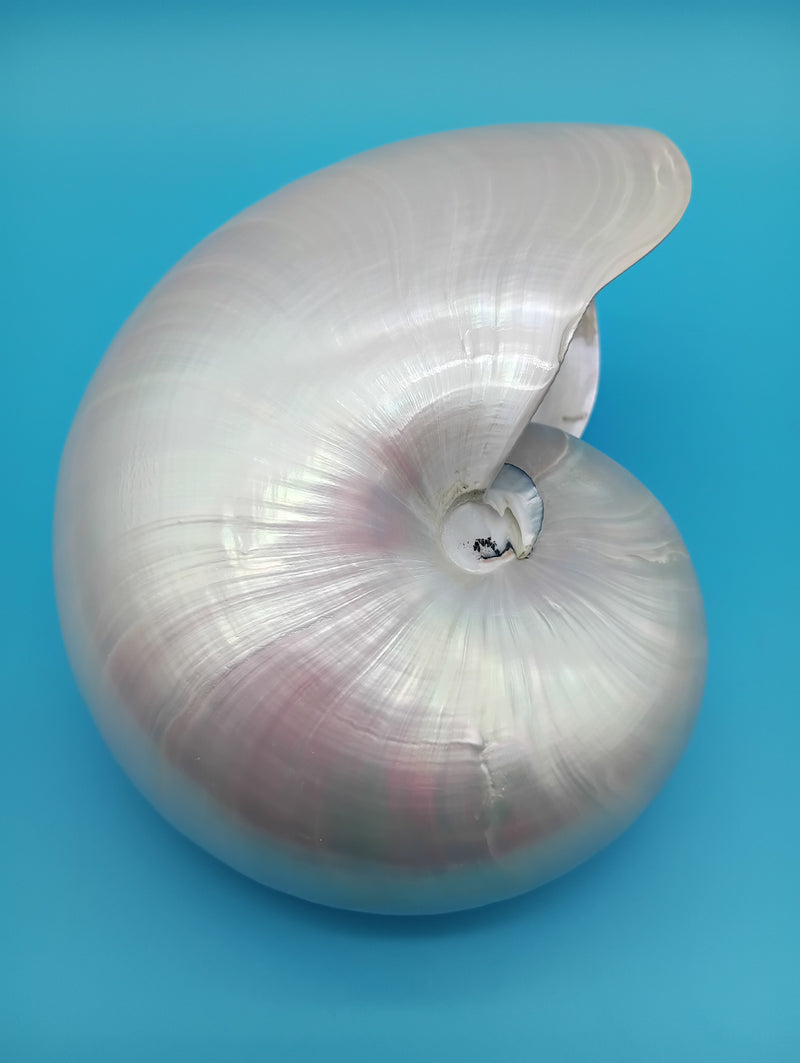 Polished Pearl Nautilus shell 6.9" display – coastal décor accent