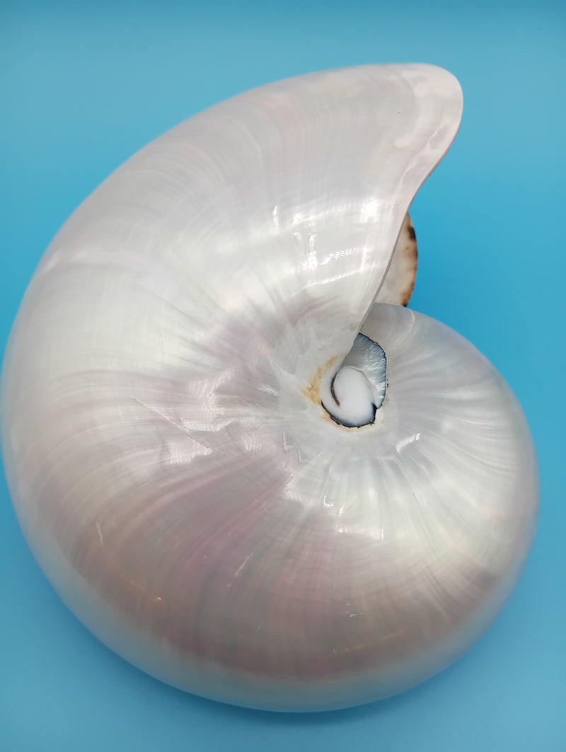 Polished Pearl Nautilus shell 7.9" display – premium coastal décor