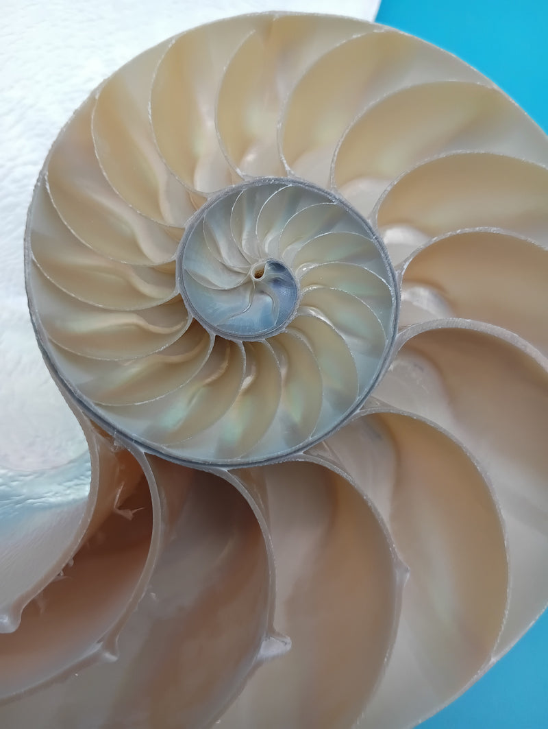 Polished Pearl Nautilus halves with shimmering nacre surface