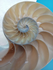 Polished Pearl Nautilus halves with shimmering nacre surface