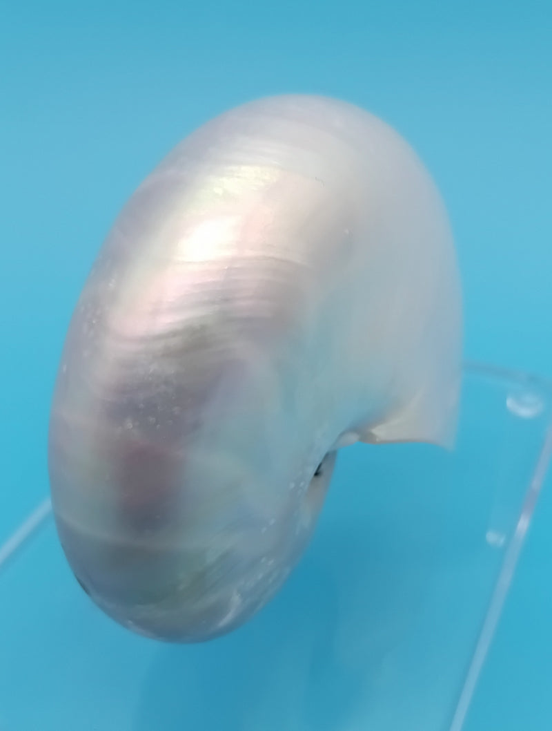 Handheld polished Pearl Nautilus shell 2.9" – natural pearl luster