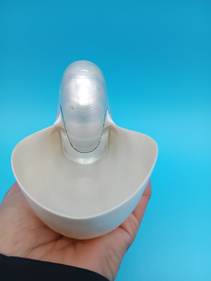 Small polished Pearl Nautilus shell 5" held in hand – natural coastal accent