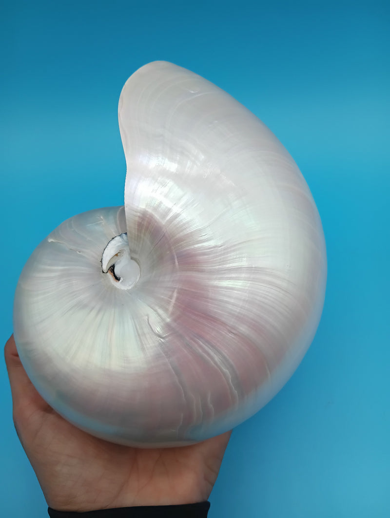 Large polished Pearl Nautilus shell held in hand 6.9" – natural coastal accen