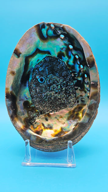 Green Abalone Shell (Haliotis fulgens) - 7.75