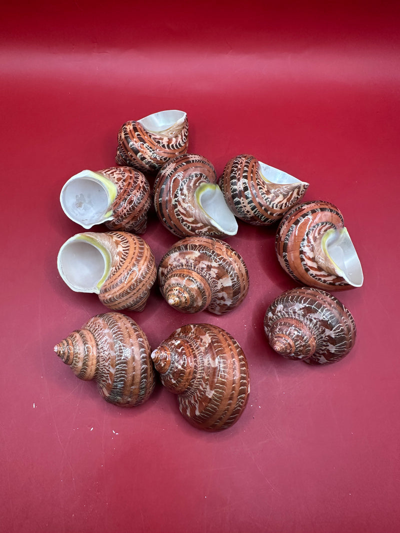 Polished Snakeskin Tapestry Turbo shell 2–2.5" (Turbo petholatus)