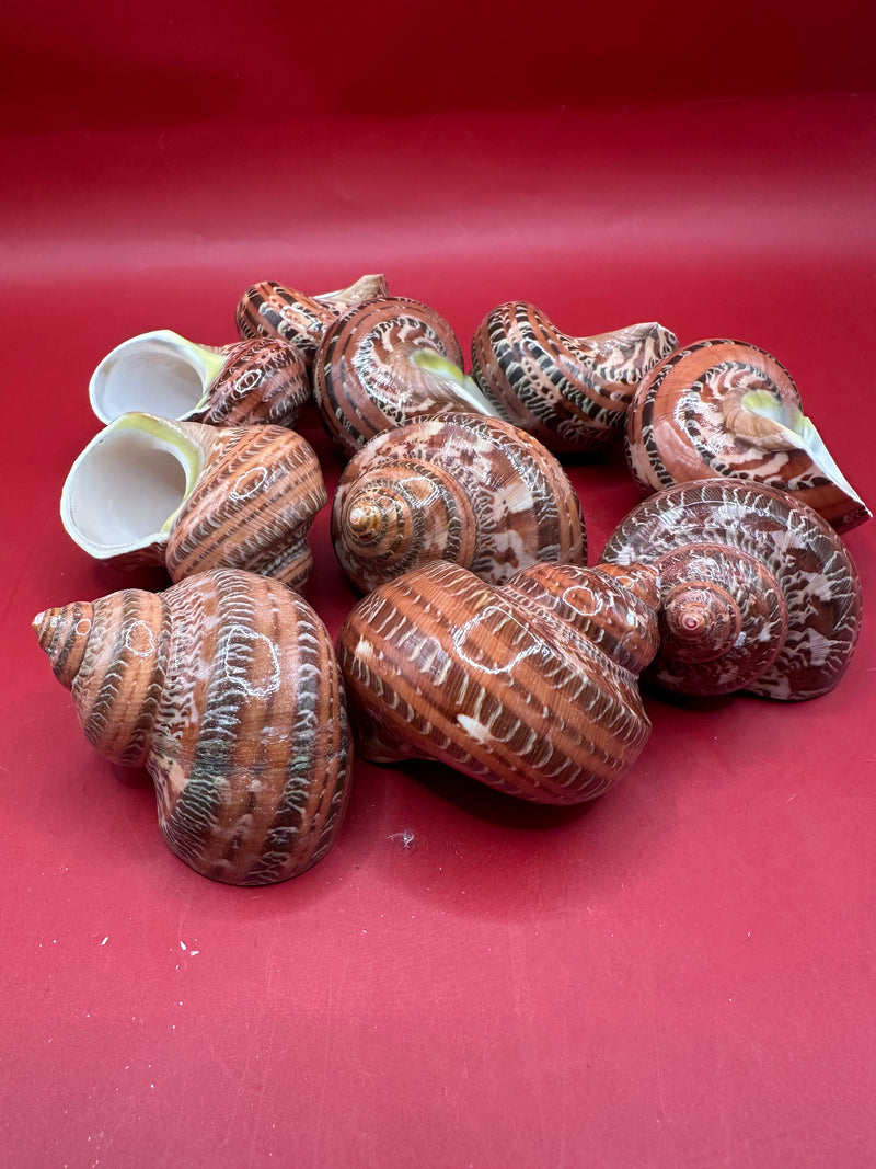 Polished Snakeskin Turbo Shell Coastal Decor 2–2.5"