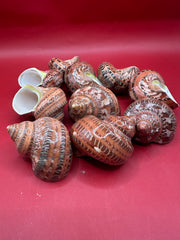 Polished Snakeskin Turbo Shell Coastal Decor 2–2.5