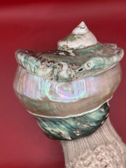 Polished green marmoratus display shell with pearl interior, approx 6.5