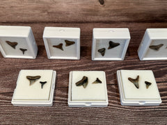 Port Aransas Collected Shark Tooth Fossils in white protective cases, available as single or double tooth sets