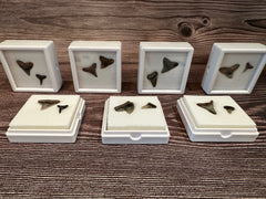 Port Aransas Collected Shark Tooth Fossils in white protective cases, available as single or double tooth sets