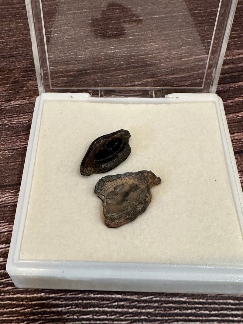 Set of Fossilized Gar Scales from Port Aransas Texas