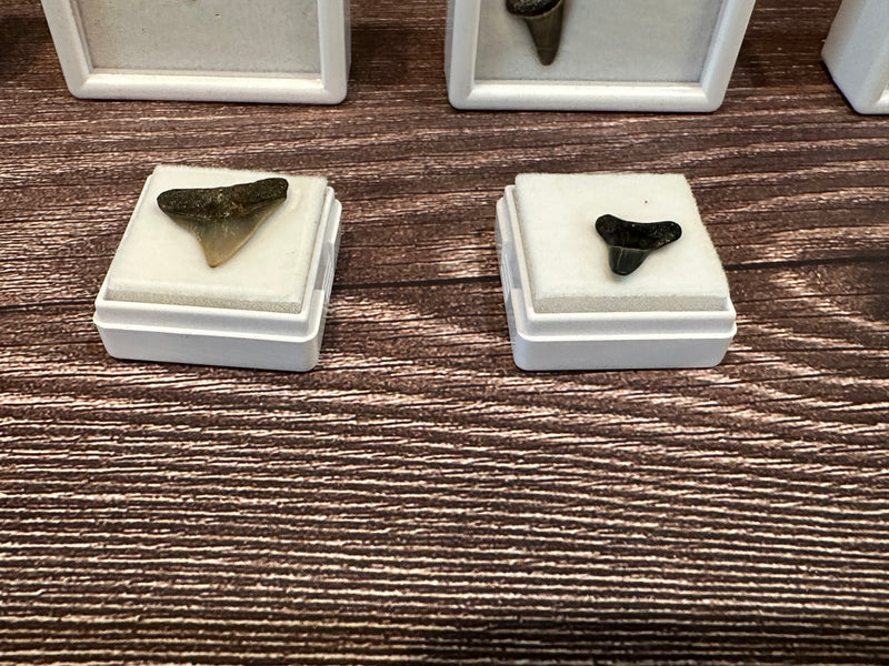 Port Aransas Collected Shark Tooth Fossils in white protective cases, available as single or double tooth sets