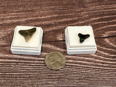 Port Aransas Collected Shark Tooth Fossils in white protective cases, available as single or double tooth sets