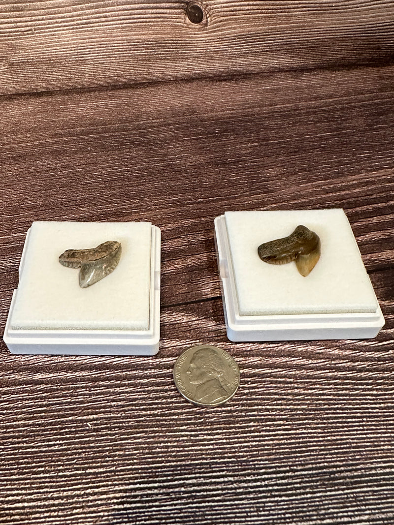 Tiger Shark Tooth Fossils in white display case.