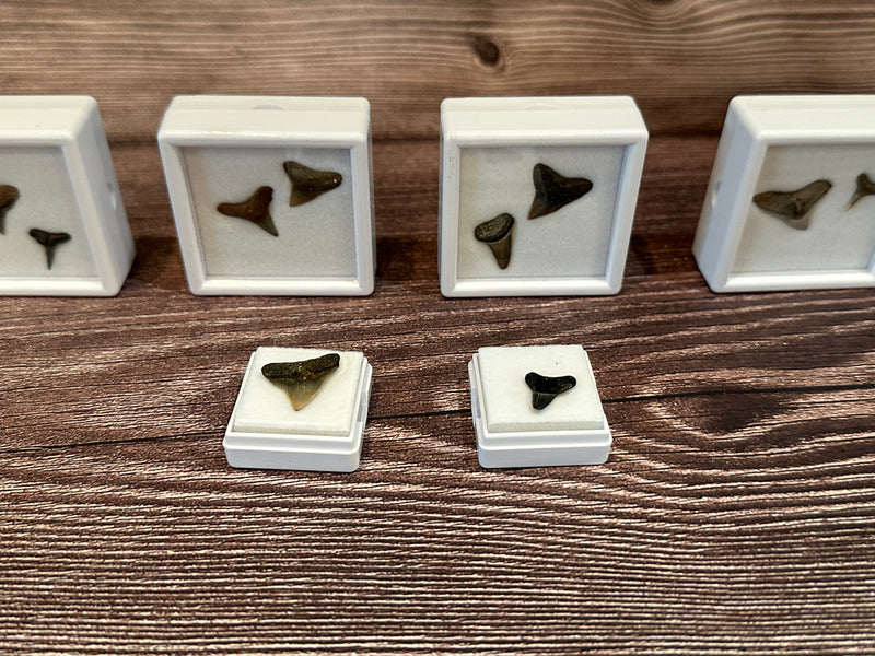 Port Aransas Collected Shark Tooth Fossils in white protective cases, available as single or double tooth sets