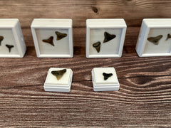 Port Aransas Collected Shark Tooth Fossils in white protective cases, available as single or double tooth sets