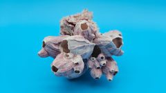 Natural marine specimen featuring barnacles and a bivalve shell