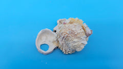 Ocean-formed barnacle Jewel Box specimen – premium coastal display