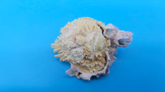 Ocean-formed barnacle Jewel Box specimen – premium coastal decor