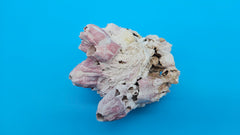 Premium barnacle Jewel Box shell display for beach-inspired interiors