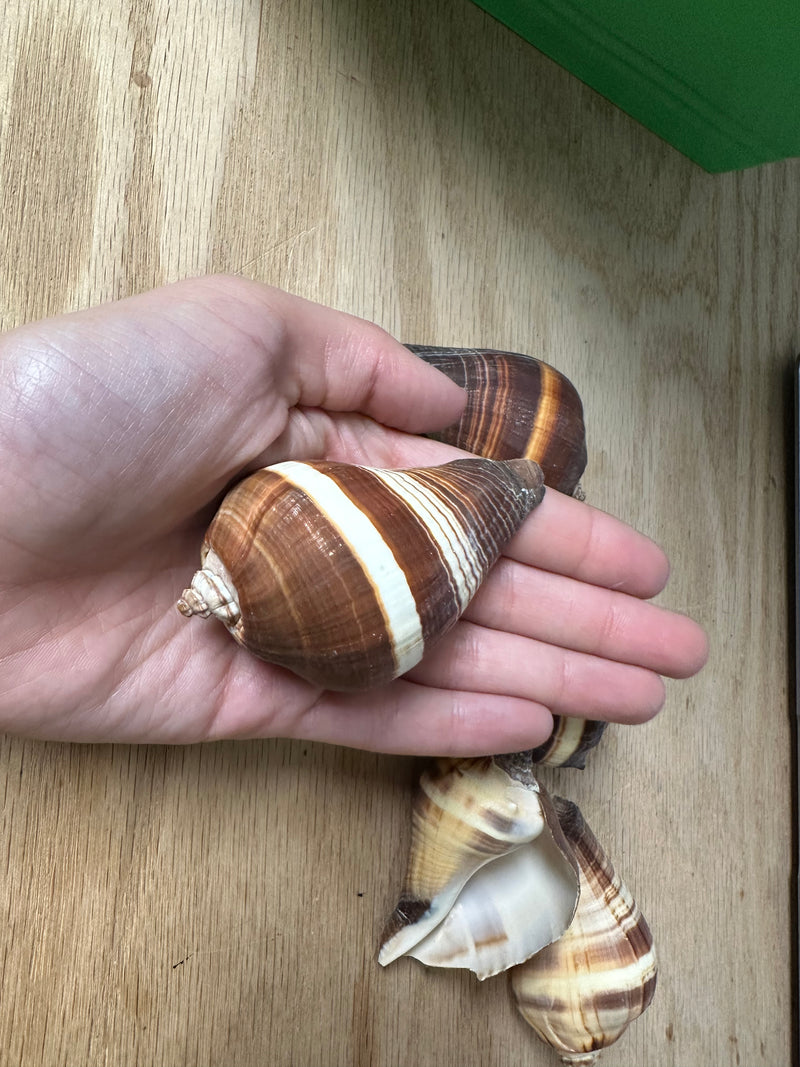 A hand holding up the Pacific Crown Conch