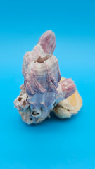 Barnacle and scallop shell display piece for luxury coastal living
