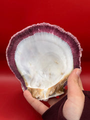 Purple Rock Scallop shell 5