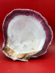 Purple Rock Scallop shell 5