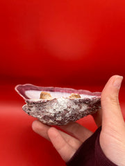 Side profile of Purple Rock Scallop shell 5