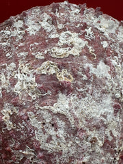 Close-up of Purple Rock Scallop shell 5