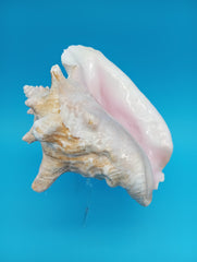Close-up of Queen Conch shell opening with glossy coral hues