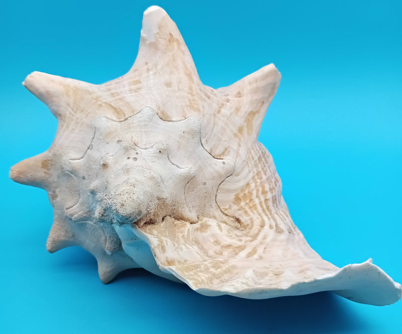 9" Queen Conch display shell for coastal home decor - natural Caribbean specimen