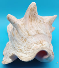 Caribbean Queen Conch shell with coral and pink tones