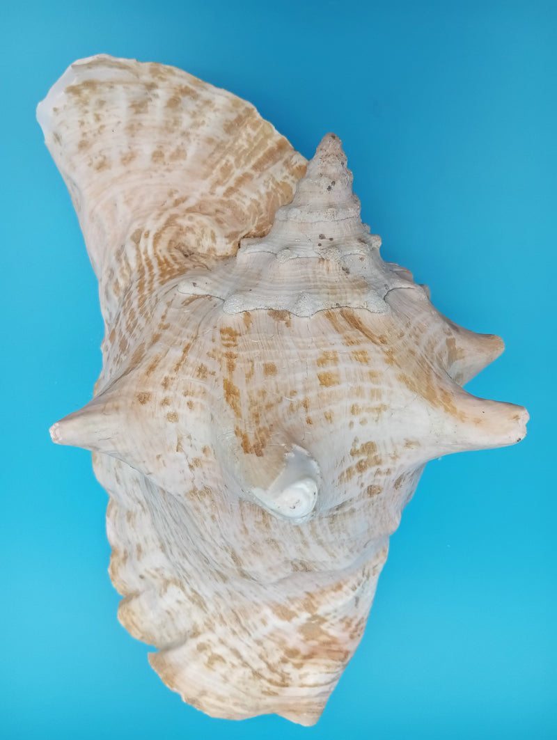 Unpierced Queen Conch shell with pink interior - premium beach decor