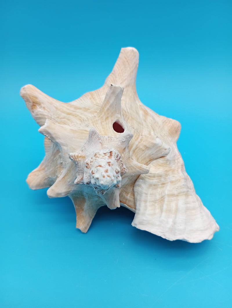 Pink interior Queen Conch shell with pierced detail - premium beach decor