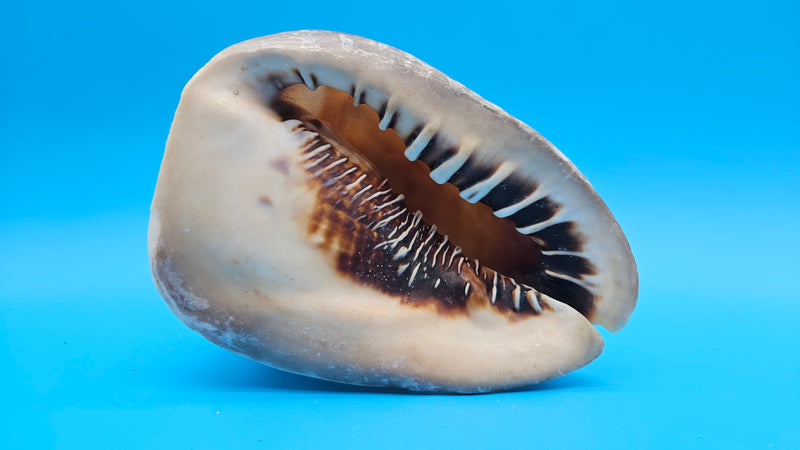 Large Queen Helmet display shell for coastal décor – premium natural specimen