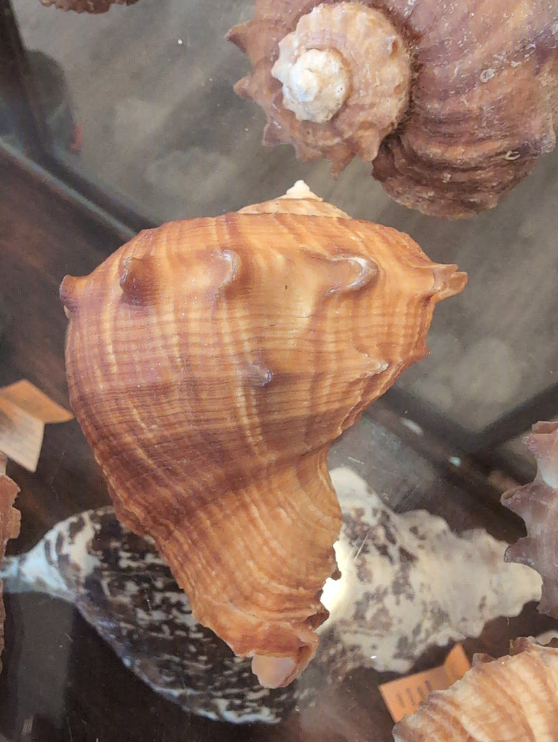 Rapa Rapiformis Turnip Shell -