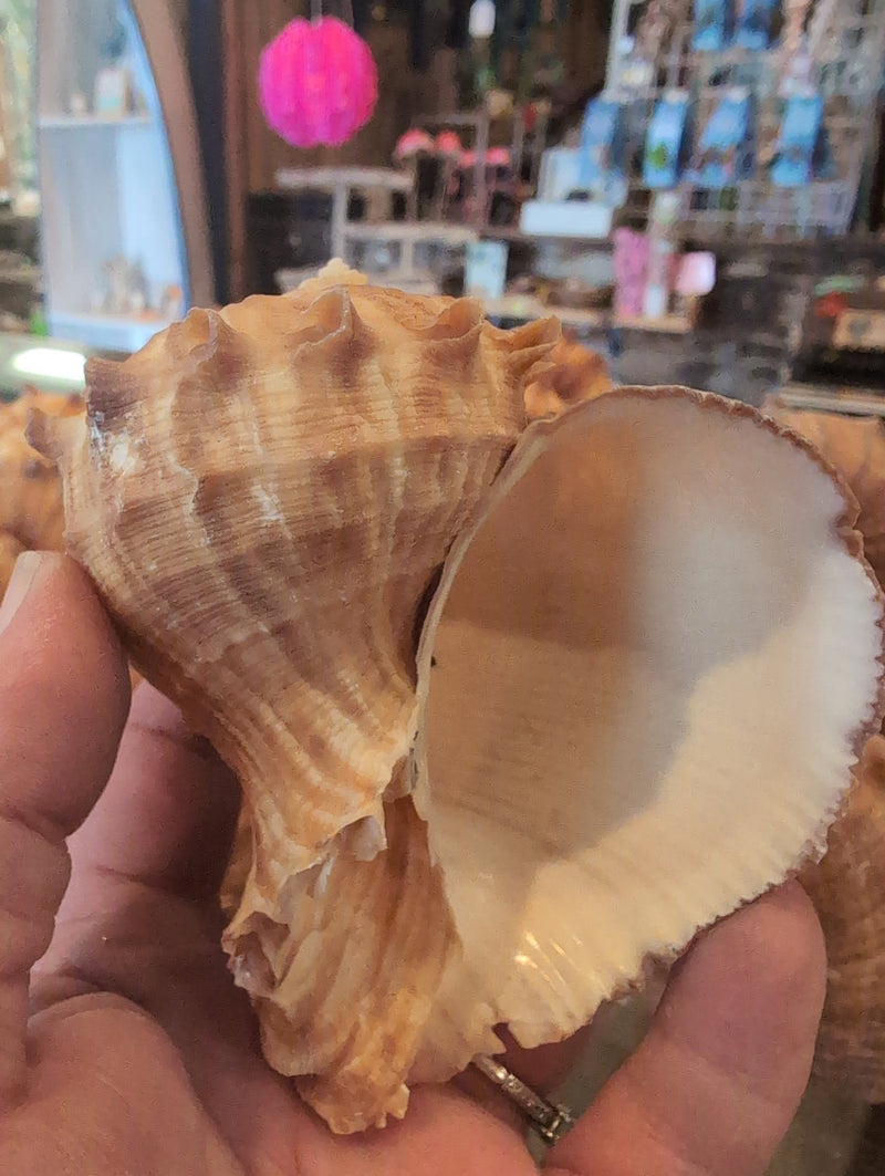 Rapa Rapiformis Turnip Shell 