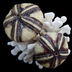 Radiata Sea Urchin Shell – Astropyga radiata