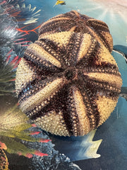 Close-up top view of a Radiata sea urchin shell, showcasing its intricate dark and light banding patterns.