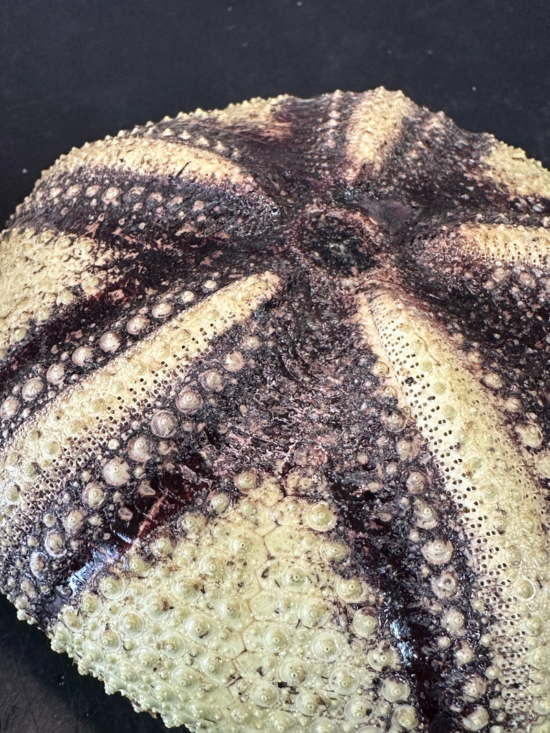 A close-up shot of the Radiata sea urchin shell, highlighting its textured spines and bold natural markings.