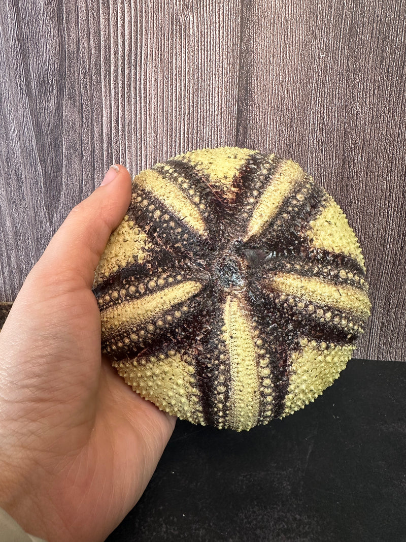 A Radiata sea urchin shell held in hand, providing a clear size reference for collectors and decorators.