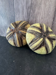 A pair of Radiata sea urchin shells displayed on a wood-textured surface, ideal for decor or collection.