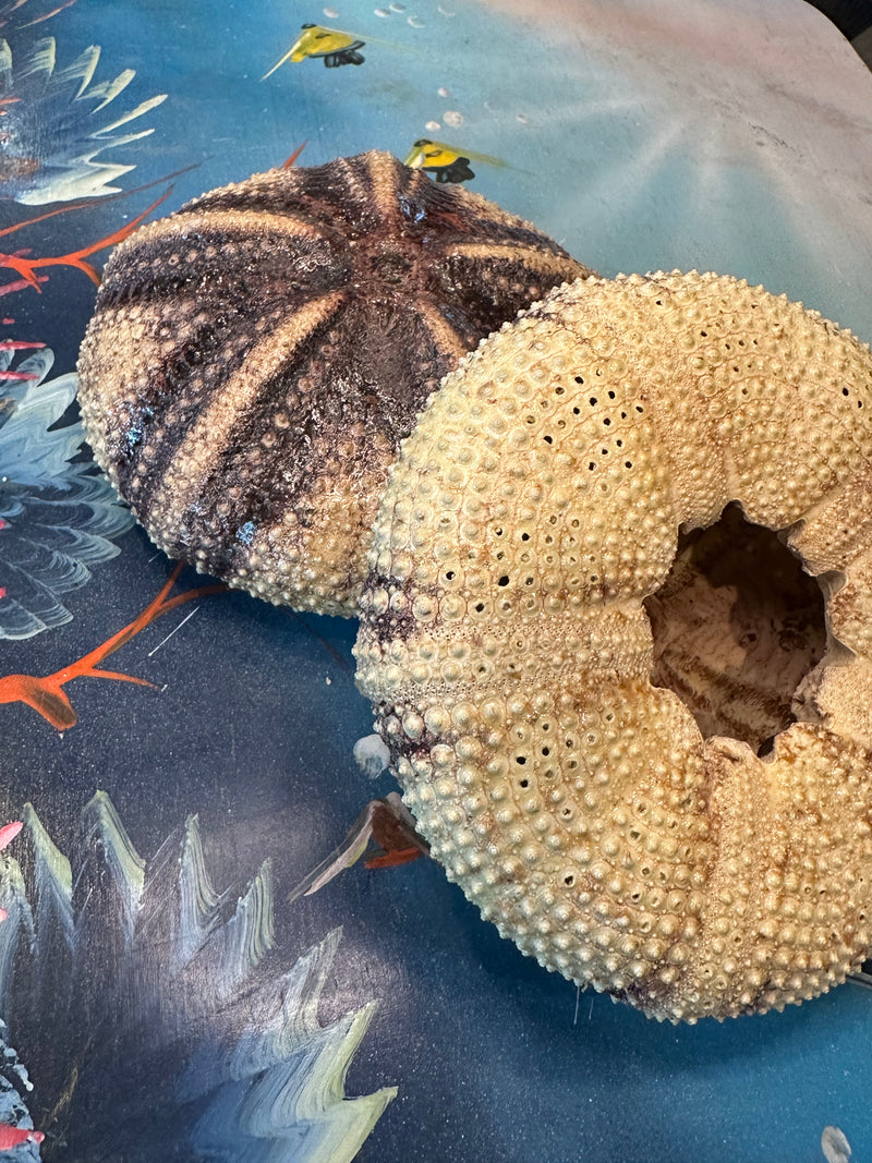 Two Radiata sea urchin shells, one displaying the detailed top pattern and the other showing the open underside.