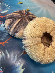 Two Radiata sea urchin shells, one displaying the detailed top pattern and the other showing the open underside.