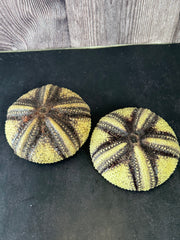 Two Radiata sea urchin shells placed next to each other, showing the natural variation in size and color.