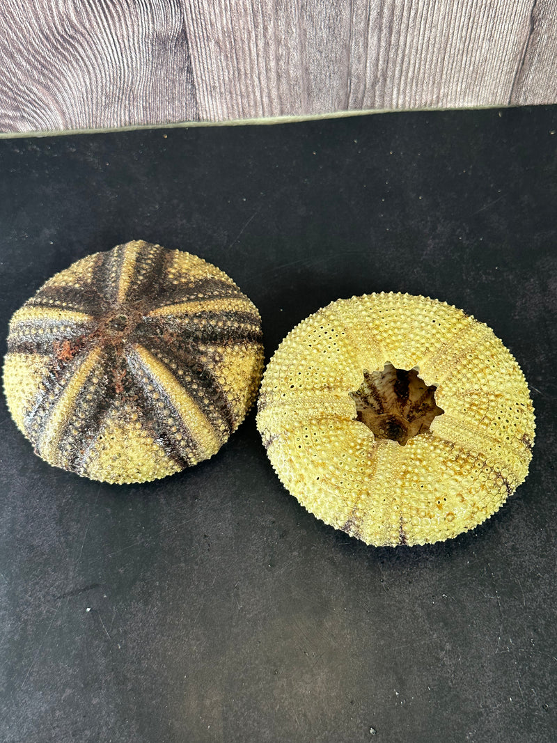 Two Radiata sea urchin shells placed on a dark background, illustrating their size and natural color variations.