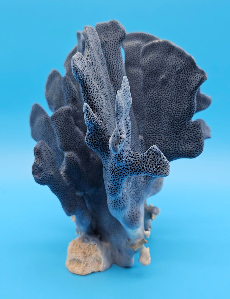 Rare natural Blue Ridge Coral for elegant coastal interiors